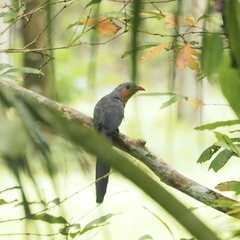 Zanclostomus javanicus