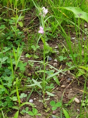 Galeopsis angustifolia
