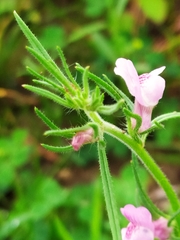 Galeopsis angustifolia