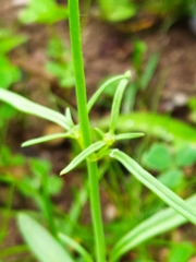 Galeopsis angustifolia