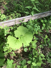 Arnoglossum reniforme