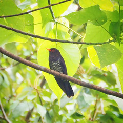 Chrysococcyx xanthorhynchus