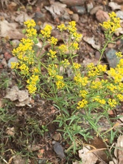 Odontarrhena muralis