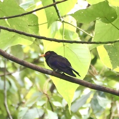 Chrysococcyx xanthorhynchus