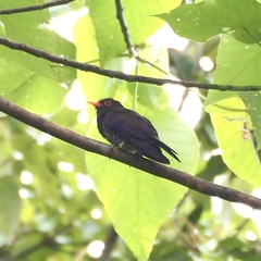 Chrysococcyx xanthorhynchus