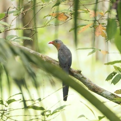 Zanclostomus javanicus