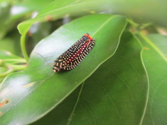 Cerace xanthocosma