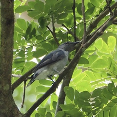 Lalage fimbriata