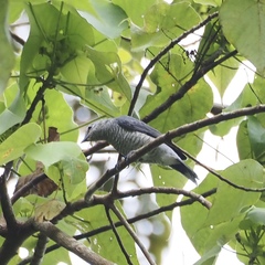 Lalage fimbriata