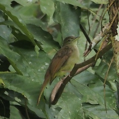 Iole viridescens