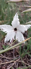 Dianthus acicularis