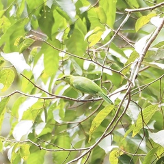 Chloropsis cyanopogon