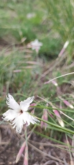 Dianthus acicularis