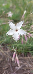Dianthus acicularis