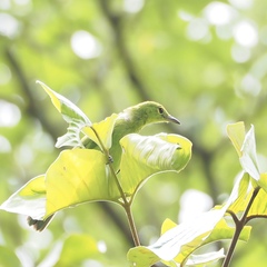 Chloropsis cyanopogon