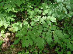 Actaea podocarpa
