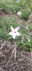 Dianthus acicularis