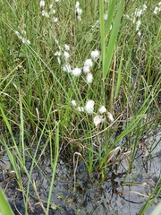 Eriophorum vaginatum
