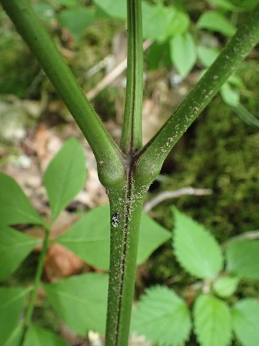 Image of Mountain Black Cohosh (Actaea podocarpa) by (c) Evan M. Raskin, some rights reserved (CC BY)