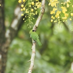 Chloropsis cyanopogon