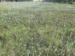 Eriophorum vaginatum