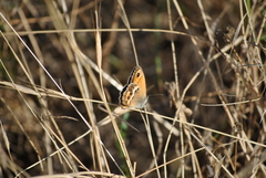 Coenonympha dorus
