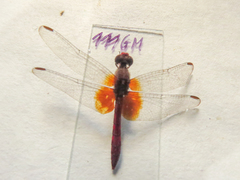 Erythrodiplax famula