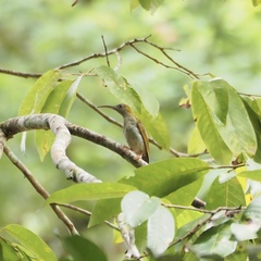 Arachnothera modesta