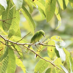 Chloropsis cyanopogon