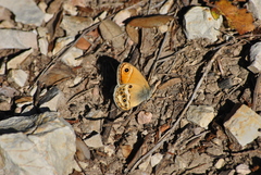Coenonympha dorus