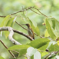 Arachnothera modesta