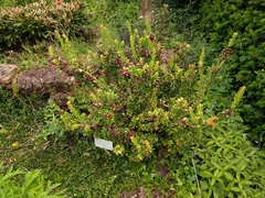 Vaccinium dendrocharis