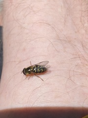 Lapposyrphus