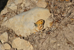 Coenonympha dorus