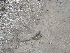 Sceloporus bimaculosus