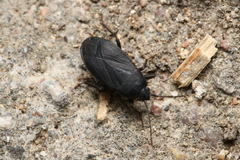 Lethaeus cribratissimus