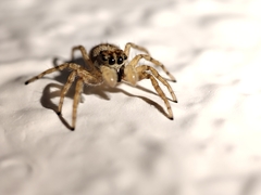 Menemerus semilimbatus