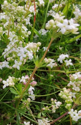 Heath Bedstraw