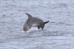 Steno bredanensis