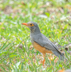 Turdus tephronotus