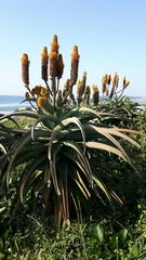 Aloe thraskii