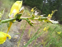 Mecinus janthiniformis