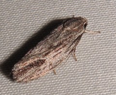 Agriophara confertella