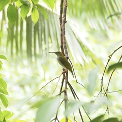 Arachnothera modesta