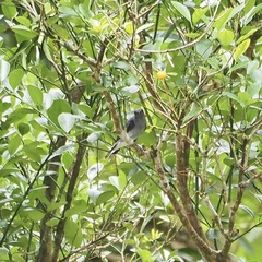 Lalage fimbriata
