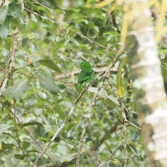 Calyptomena viridis