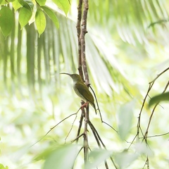 Arachnothera modesta