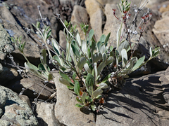 Eriogonum lachnogynum