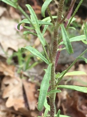 Odontarrhena muralis