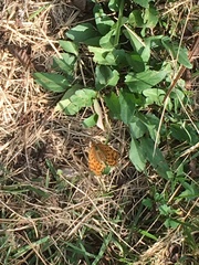 Argynnis laodice